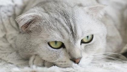 啥？你还没下载“蒙速办”APP呢？！